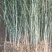 枸橘苗枳壳苗30公分以上