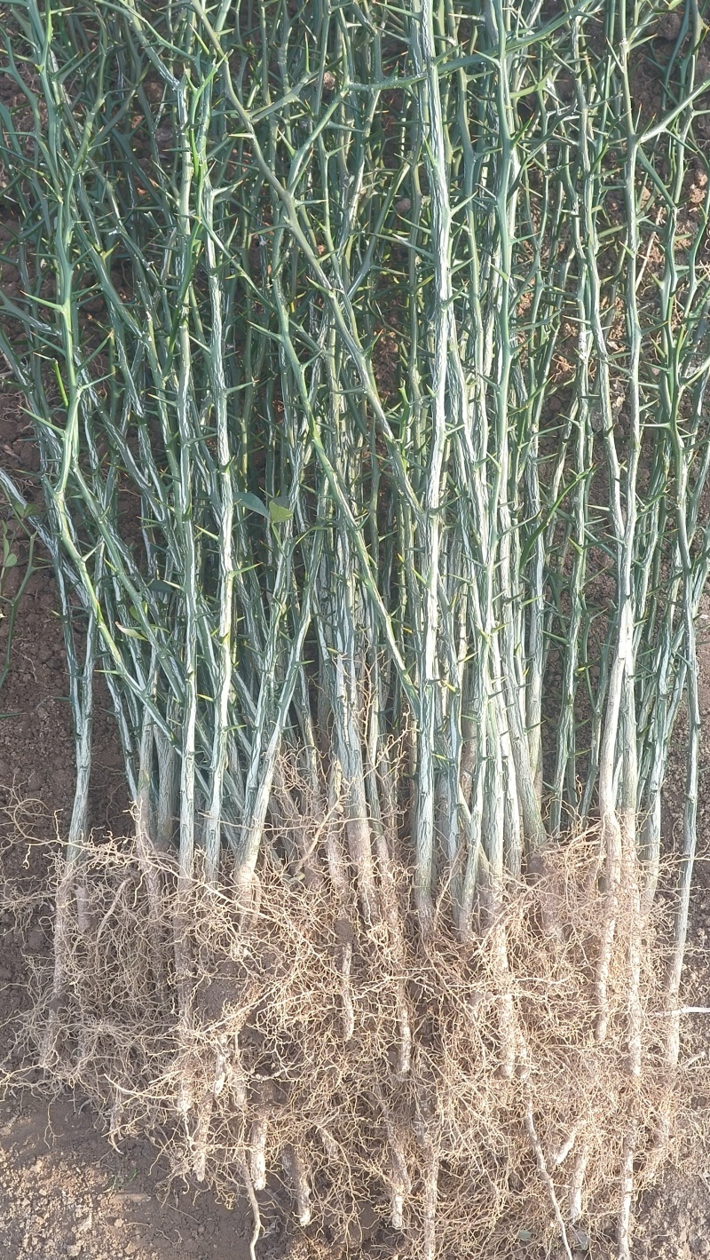 枸橘苗枳壳苗30公分以上