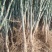 枸橘苗枳壳苗30公分以上