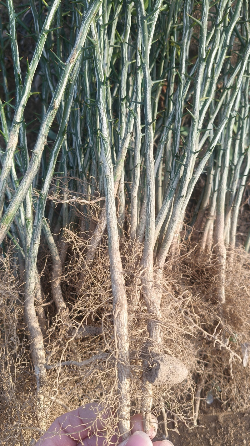 枸橘苗枳壳苗30公分以上