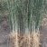 枸橘苗枳壳苗30公分以上