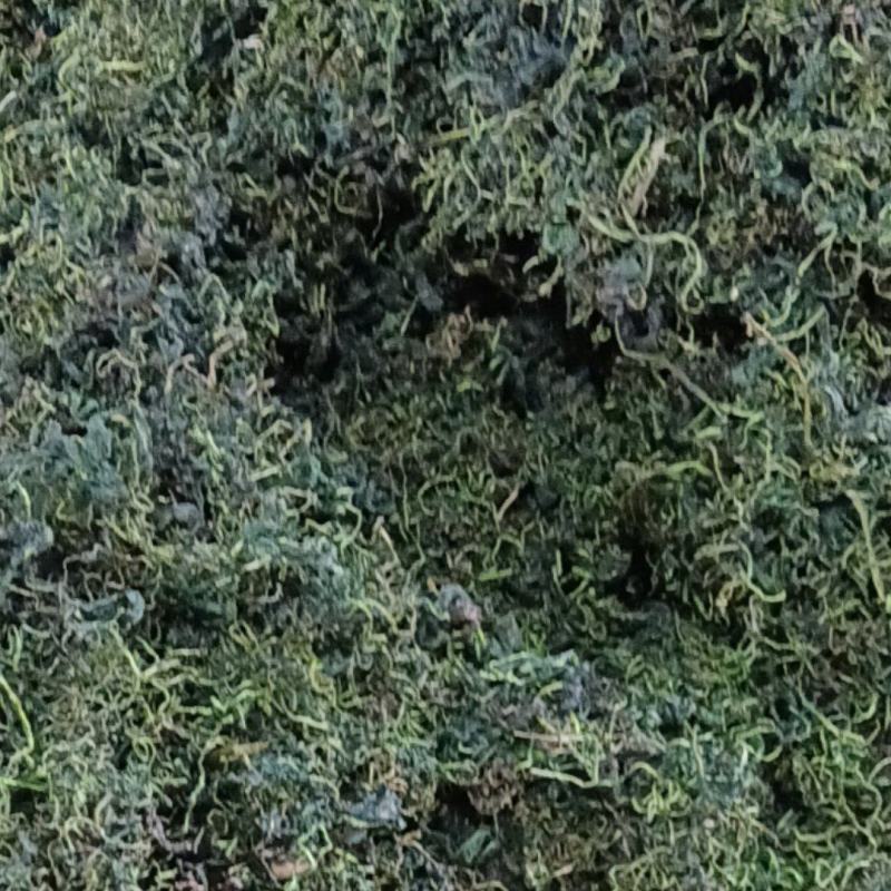 蒲公英新茶
