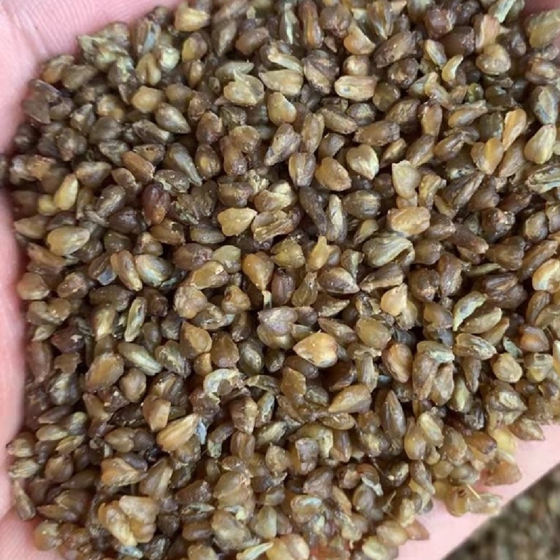 苦荞麦米，可酿酒可磨粉，颗粒干净饱满，欢迎来电咨询