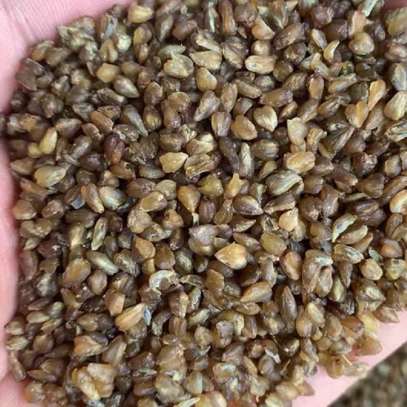苦荞麦米，可酿酒可磨粉，颗粒干净饱满，欢迎来电咨询