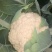 精品花菜大量上产地现砍现发品质保证价格优惠欢迎来电