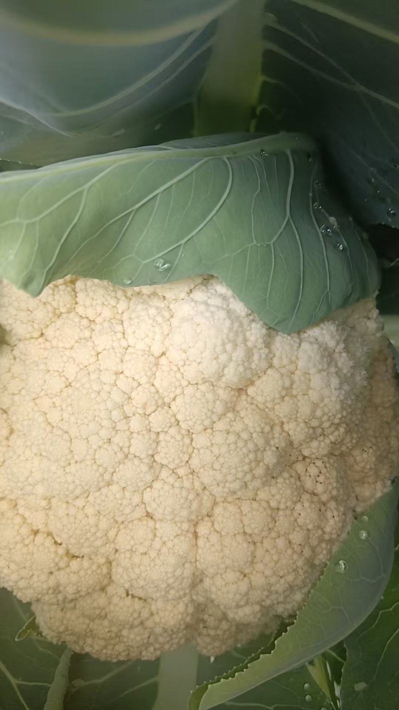 精品花菜大量上产地现砍现发品质保证价格优惠欢迎来电