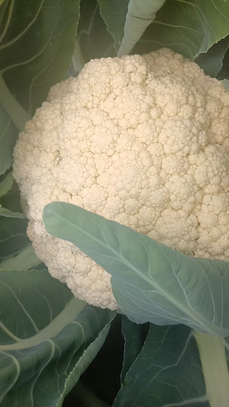 精品花菜大量上产地现砍现发品质保证价格优惠欢迎来电