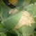 精品花菜大量上产地现砍现发品质保证价格优惠欢迎来电