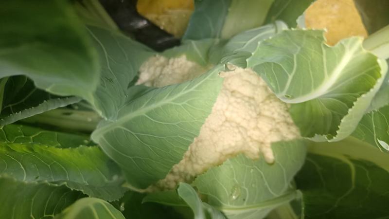 精品花菜大量上产地现砍现发品质保证价格优惠欢迎来电