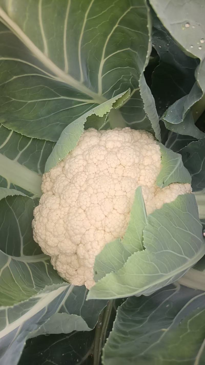 精品花菜大量上产地现砍现发品质保证价格优惠欢迎来电