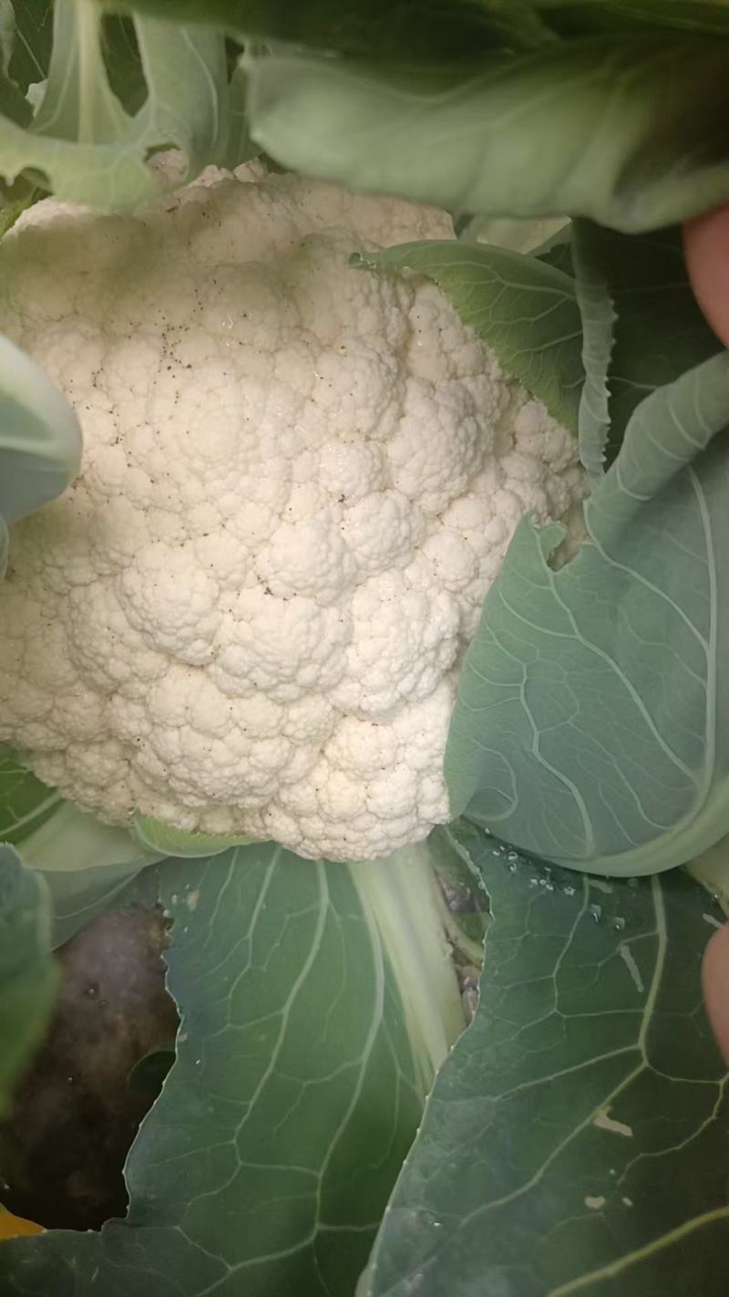 精品花菜大量上产地现砍现发品质保证价格优惠欢迎来电