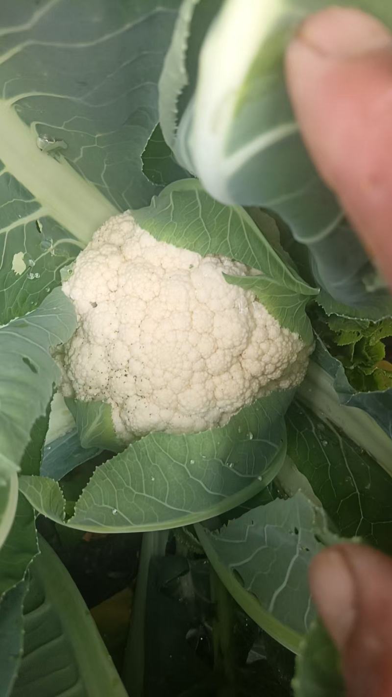 精品花菜大量上产地现砍现发品质保证价格优惠欢迎来电