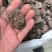 没药进口没药质量保证正品无硫批发零售各种中药
