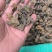 没药进口没药质量保证正品无硫批发零售各种中药