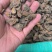 没药进口没药质量保证正品无硫批发零售各种中药