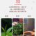 大红袍茶叶礼盒装武夷岩茶正岩肉桂碳焙手工茶花果香型
