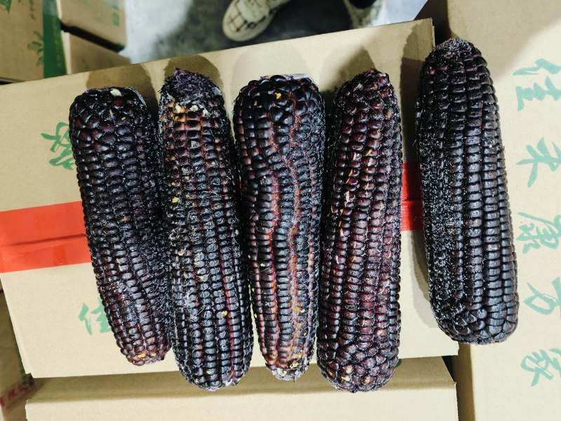 速冻玉米清库存