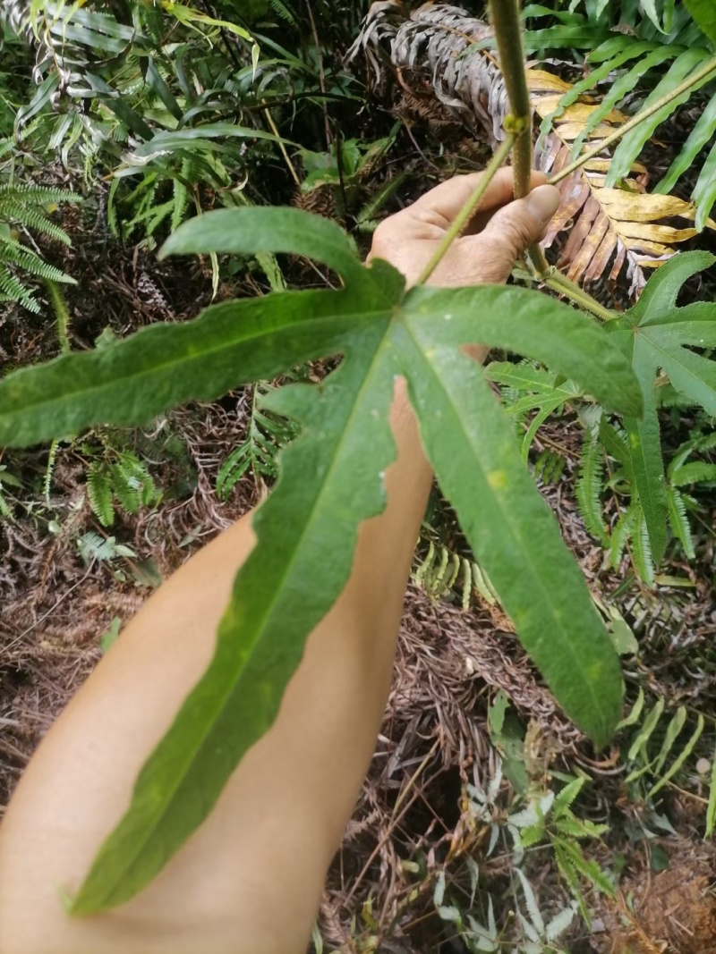野生五指毛桃，香喷喷的，大人小孩喜欢的味道