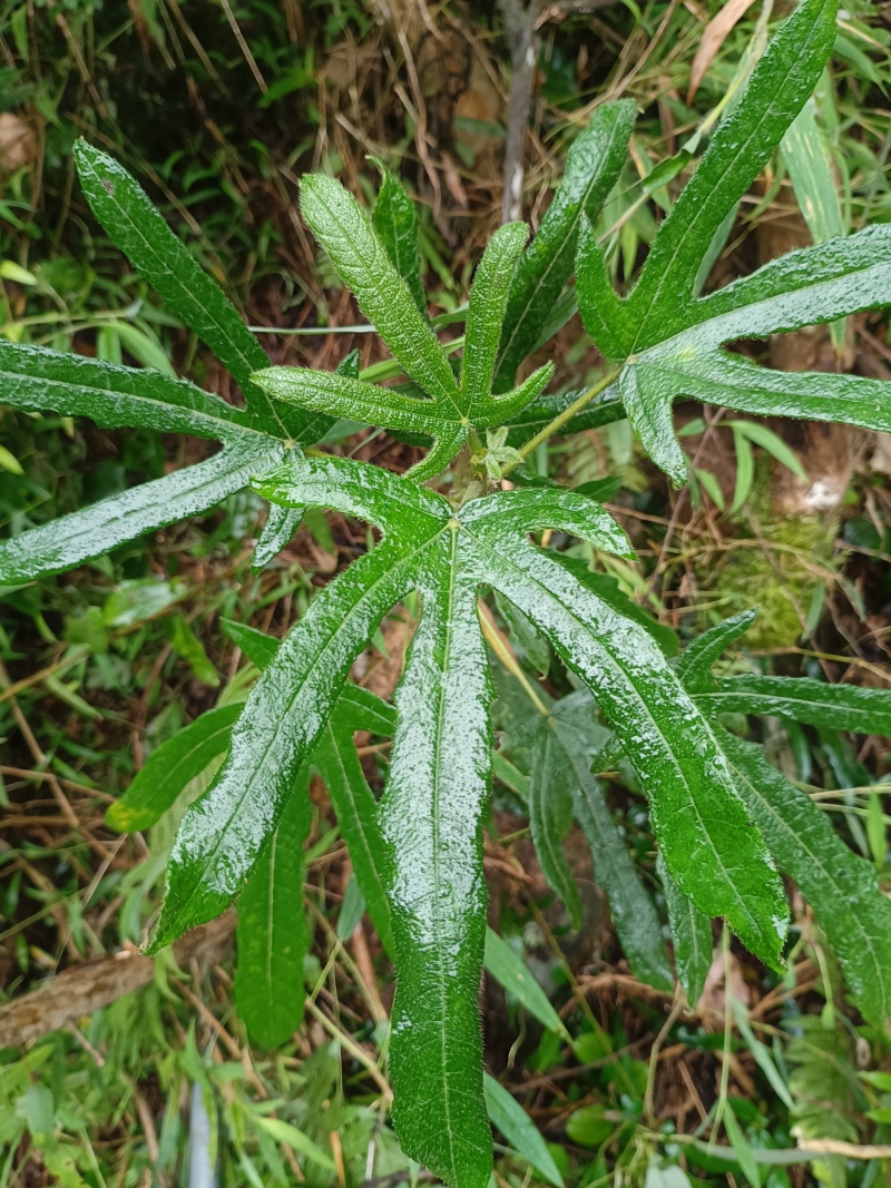 野生五指毛桃，香喷喷的，大人小孩喜欢的味道