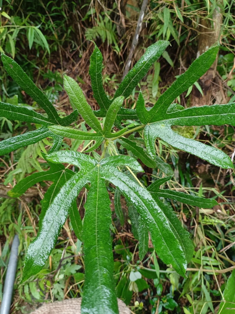 野生五指毛桃，香喷喷的，大人小孩喜欢的味道