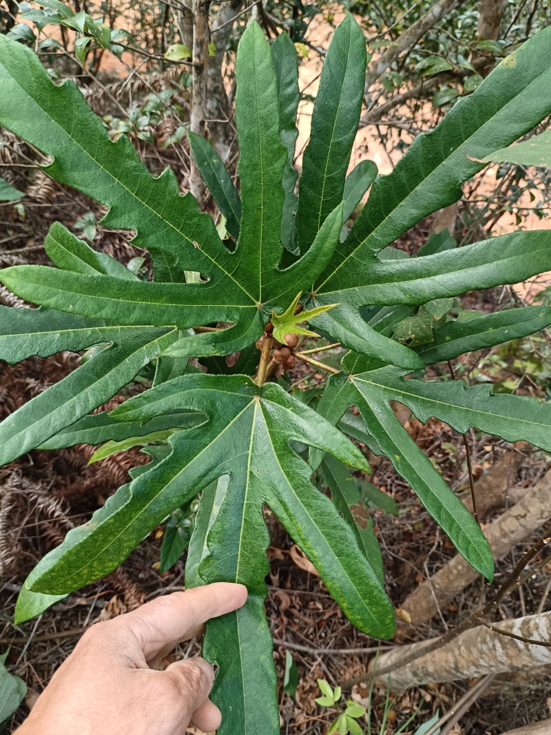 野生五指毛桃，香喷喷的，大人小孩喜欢的味道