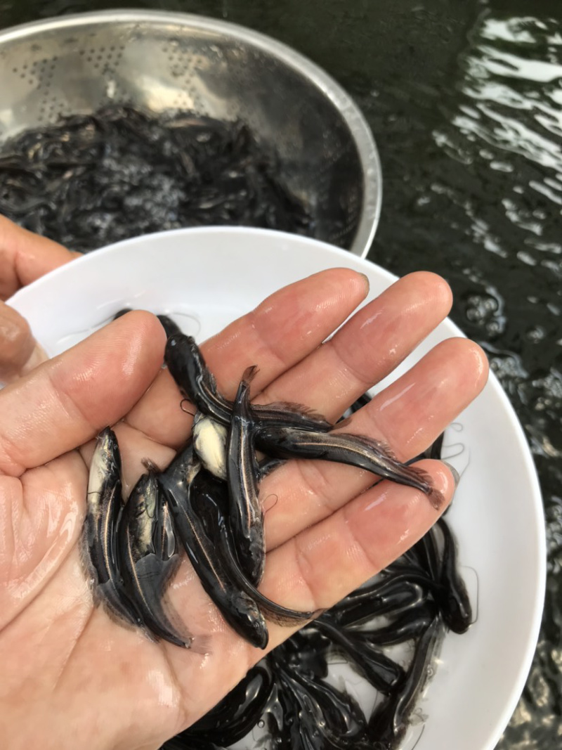 土鲶鱼《沟鲶鱼苗》抗病能力及强成活率高渔场直销