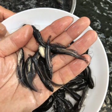 土鲶鱼《沟鲶鱼苗》抗病能力及强成活率高渔场直销