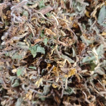 金银花大量供应品质保证支持视频看货欢迎来电