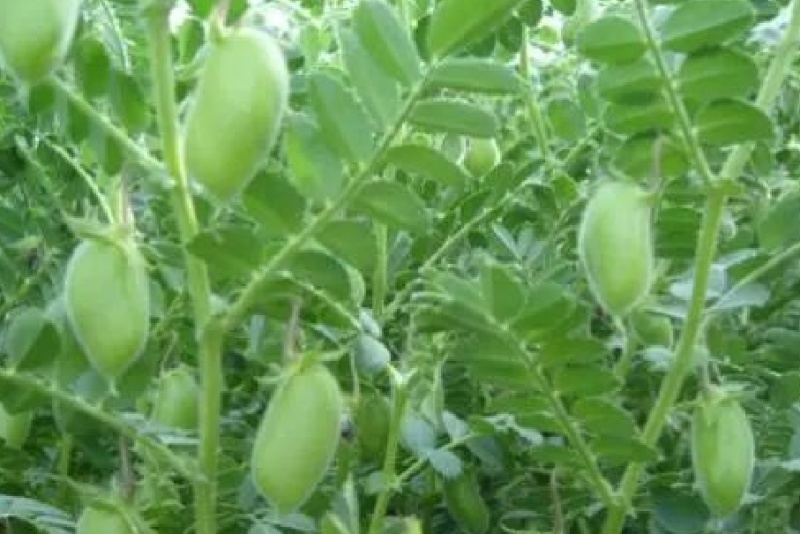 鹰嘴豆，新货，颗粒均匀，饱满，各种规格齐全，欢迎来电咨询