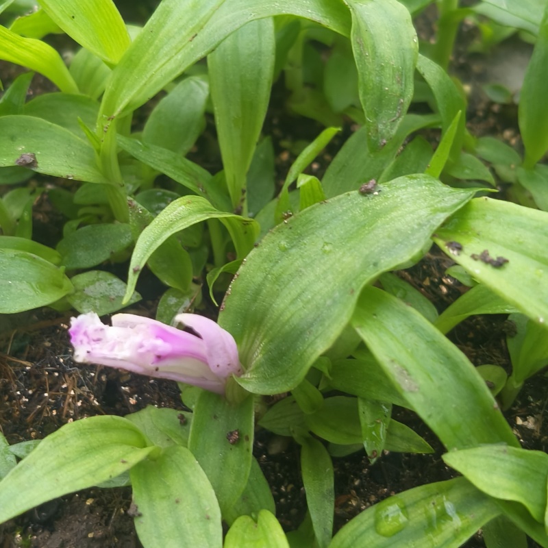 【品质】巨茎紫花秋播隔年直播苗产地直供货源充足对接全国客户