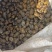 大量油螺、黄螺、饲养、蚂蟥饲养螺每天1、2万斤需要联系