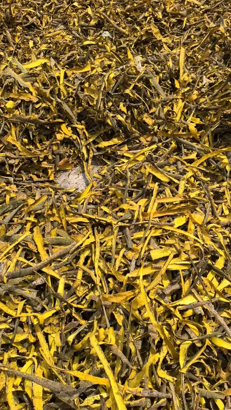 批发中药材黄柏丝，带皮丝，天然野生无硫，质量好，产地直发