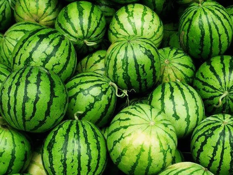 【实力】山东淮坊全美2k西瓜皮薄多汁产地直销可视频看货