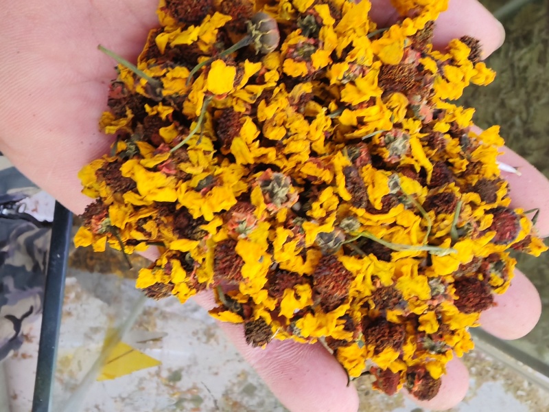 雪菊昆仑雪菊昆仑雪菊干货大货批发