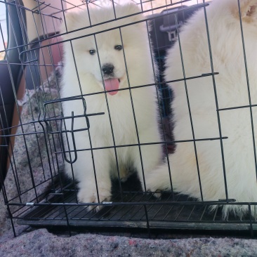 自家养殖萨摩耶公母幼犬