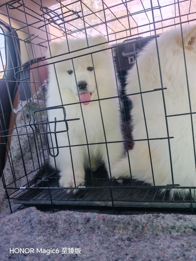 自家养殖萨摩耶公母幼犬