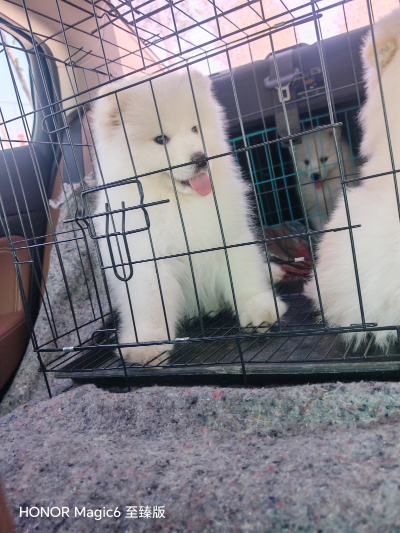 自家养殖萨摩耶公母幼犬