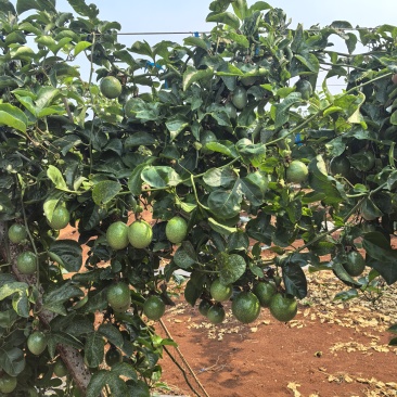 钦蜜9号百香果，广东新苗货准备大量上市