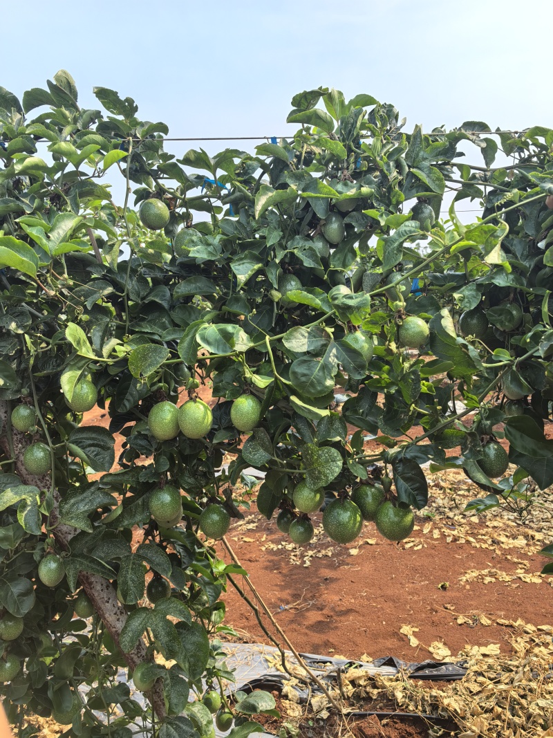 钦蜜9号百香果，广东新苗货准备大量上市