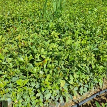云南文山油茶苗成活率高对接全国市场，量大从优，欢迎采购