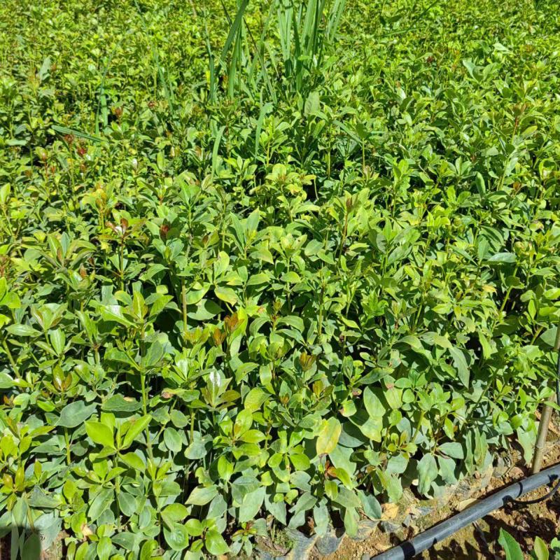 云南文山油茶苗成活率高对接全国市场，量大从优，欢迎采购