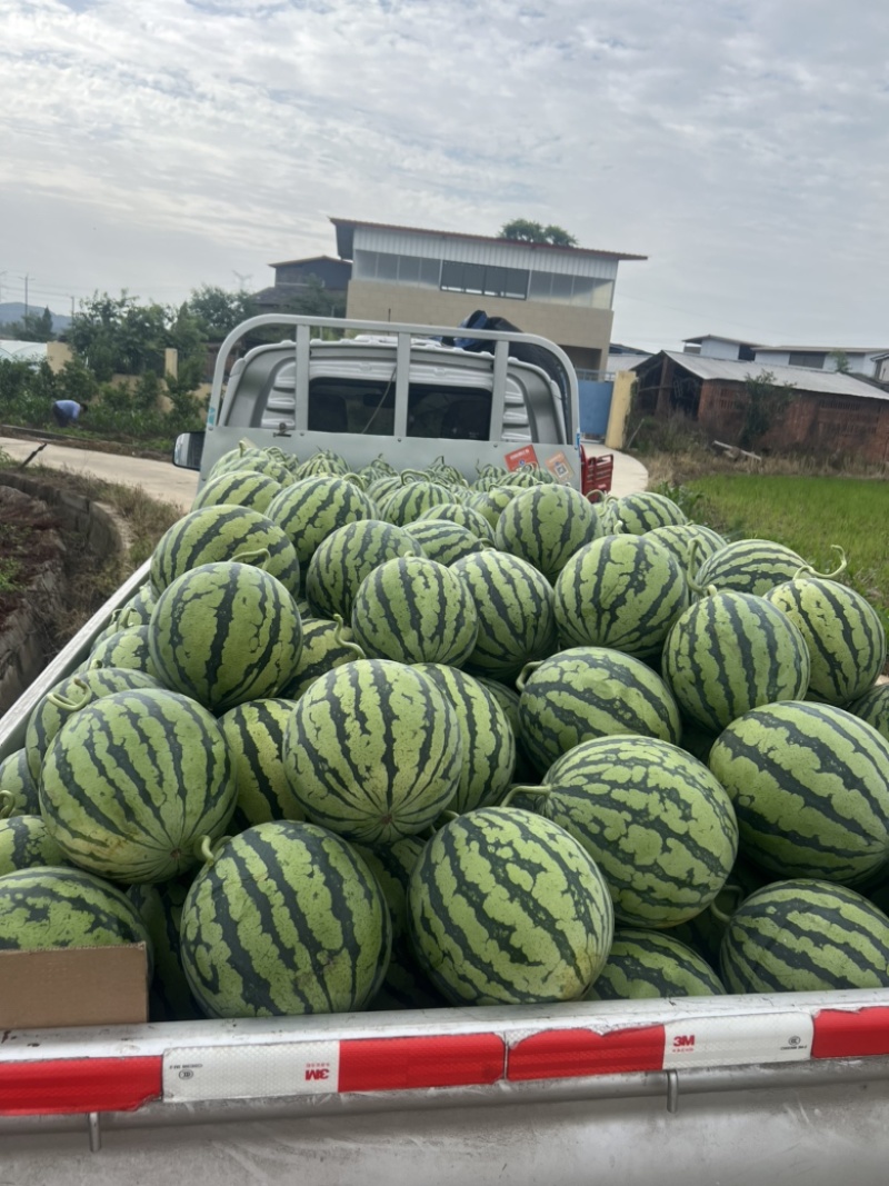 美都产地直销，精品美都，西瓜，绵阳西瓜
