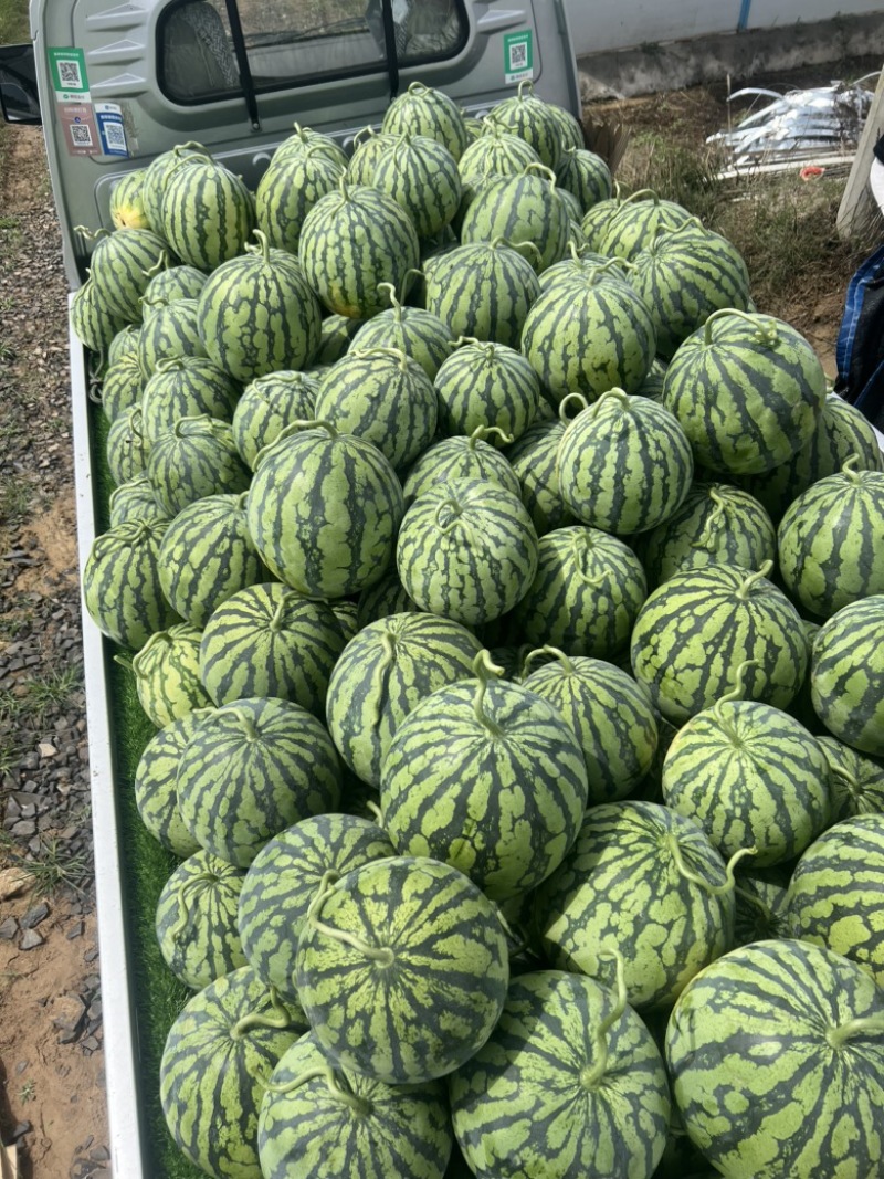 美都产地直销，精品美都，西瓜，绵阳西瓜