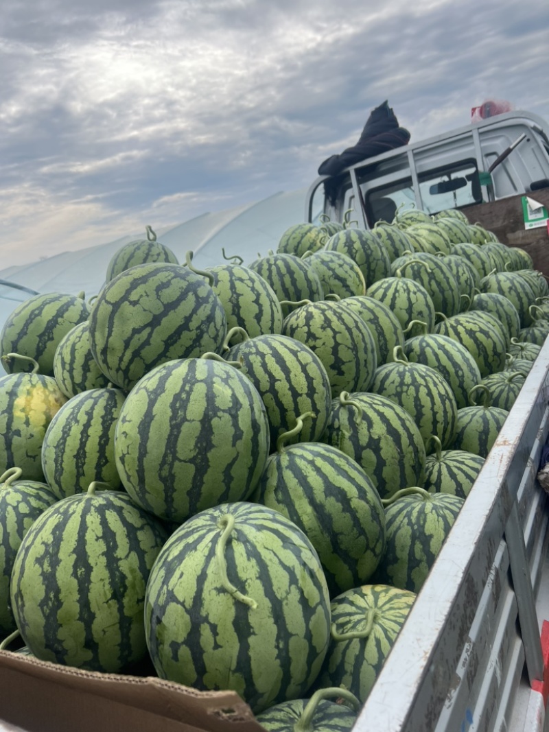 美都产地直销，精品美都，西瓜，绵阳西瓜