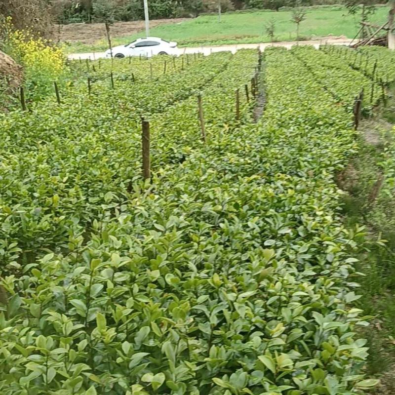云南一手货源油茶苗对接全国市场，量大从优，欢迎采购。