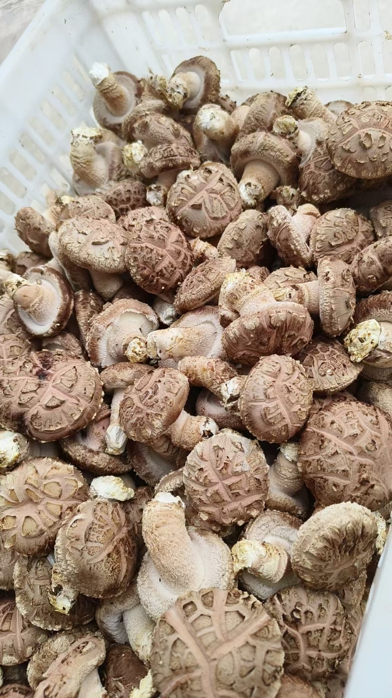 鲜香菇