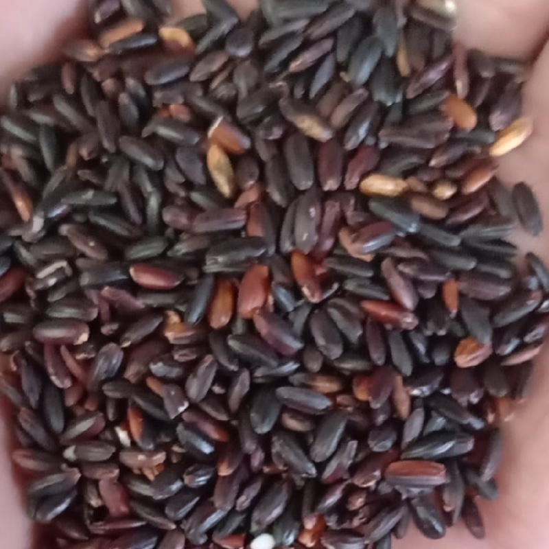 血糯米（黑糯米），糯性好，颗粒饱满均匀