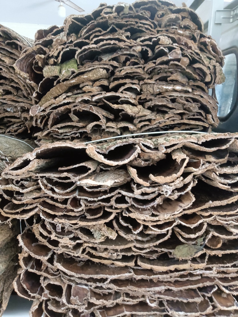 湖北高品质杜仲板皮