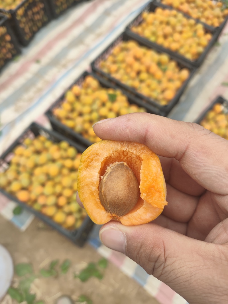 山西金太阳杏大量出货中