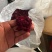 墨红玫瑰